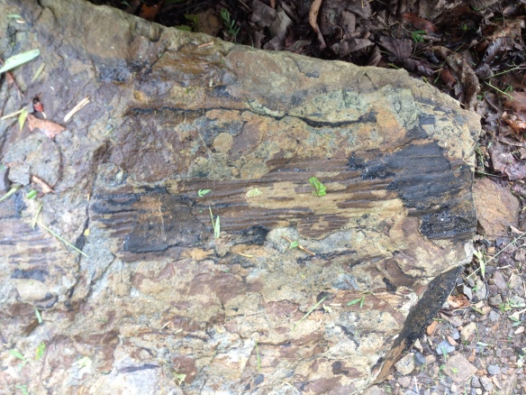 An ancient fossil becoming coal, exposed by blasting